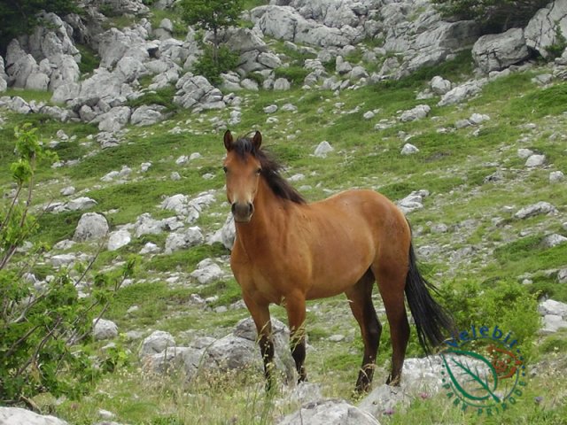 Naturpark Velebit 57